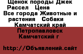 Щенок породы Джек Рассел › Цена ­ 45 000 - Все города Животные и растения » Собаки   . Камчатский край,Петропавловск-Камчатский г.